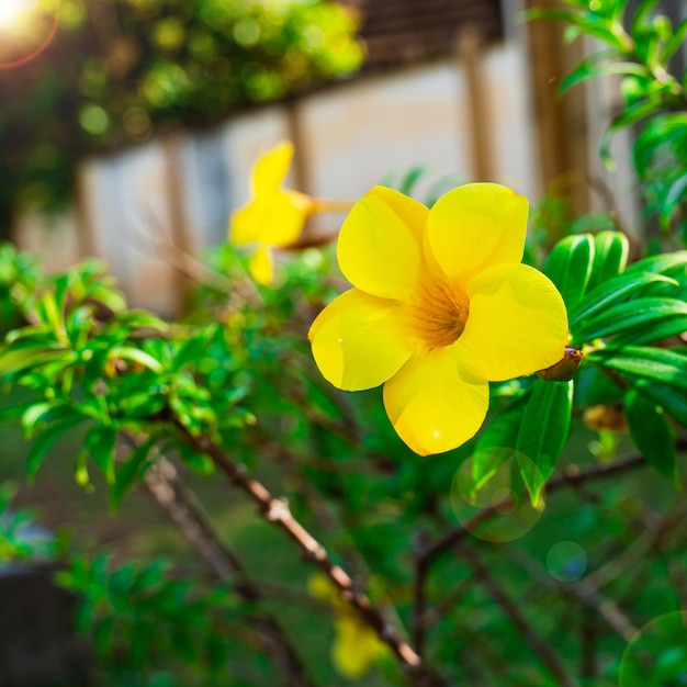 Las flores de Cathartica florecen en amarillo dorado en un parque al aire libre de hoja verde natural Míralo y deja que esté fresco y húmedo con una luz justa y un brillo hermoso