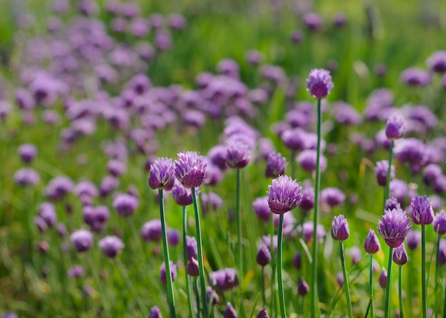 Flores de cebollino morado en hierba verde