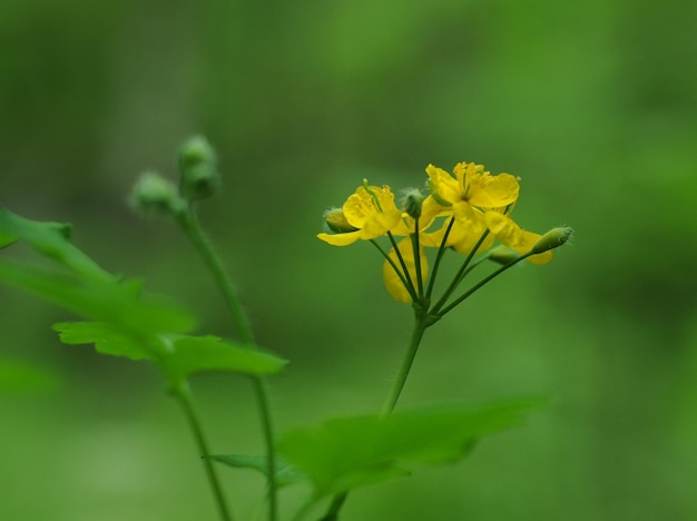 Flores de celidonia Chelidonium en una mañana nublada de primavera región de Moscú Rusia