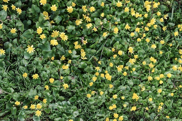 Flores de celidonia menor en el suelo Flores amarillas en flor Ranunculus florece en primavera de cerca