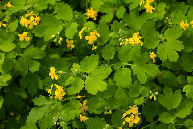 Flores de celidonia a la sombra en primavera