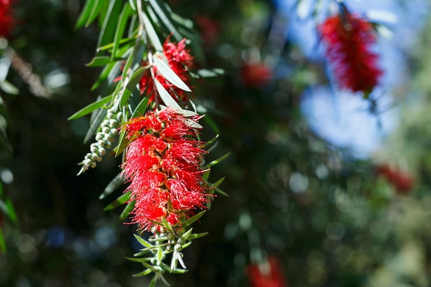 Flores de cepillo de botella rojo en flor