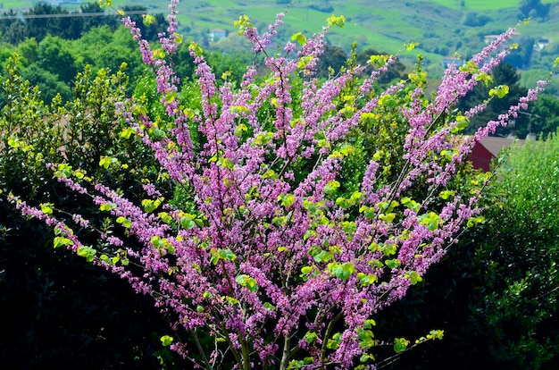 Flores de Cercis siliquastrum, comúnmente conocido como el árbol de Judas