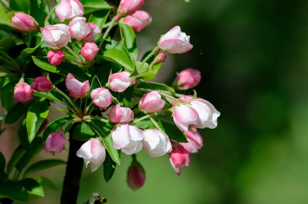 flores de cereza decorativa en flor en un día de primavera