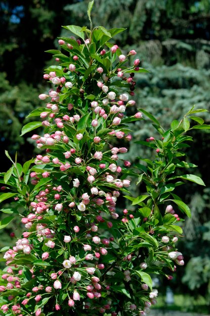 flores de cereza decorativa en flor en un día de primavera