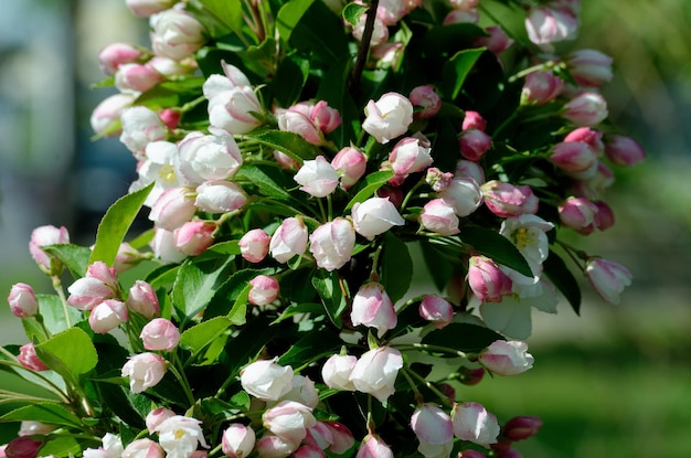 flores de cereza decorativa en flor en un día de primavera