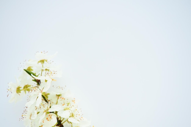 Flores de cereza de pájaro o cereza dulce sobre un fondo blanco Copiar espacio para texto Flores de primavera en una hoja de papel blanca normal Una rama con flores en la parte inferior izquierda