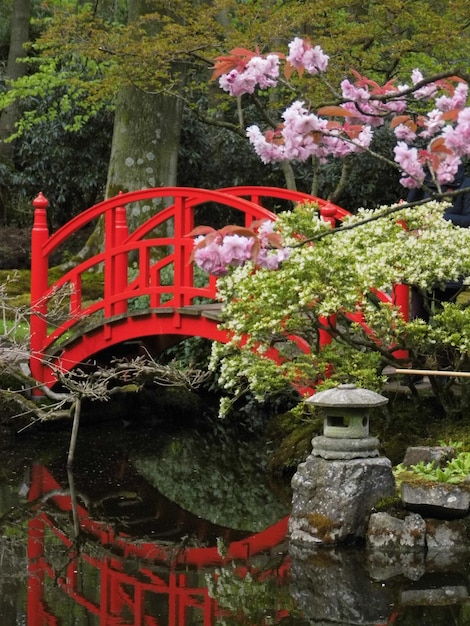 Foto flores de cereza rosadas contra el puente de arco rojo sobre el estanque en el jardín japonés