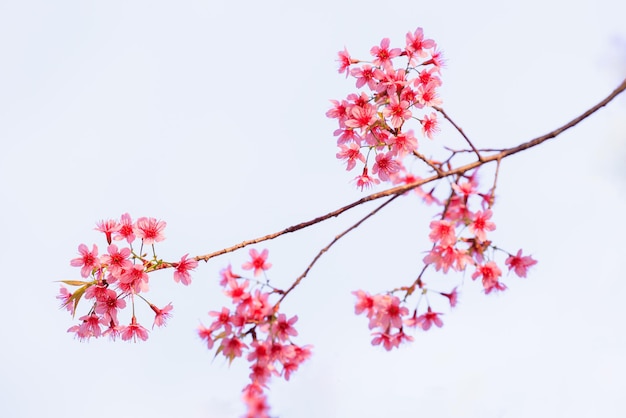 Foto flores de cereza silvestres del himalaya en la temporada de primavera prunus cerasoides flor de sakura rosa en fondo blanco aislada