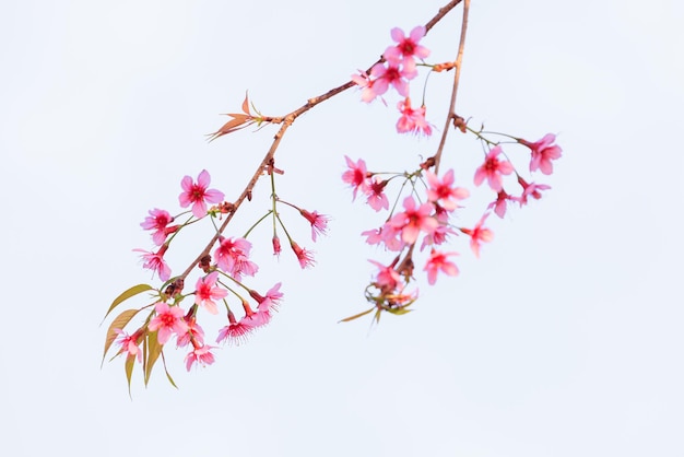 Flores de cereza silvestres del Himalaya en la temporada de primavera Prunus cerasoides Flor de sakura rosa en fondo blanco aislada