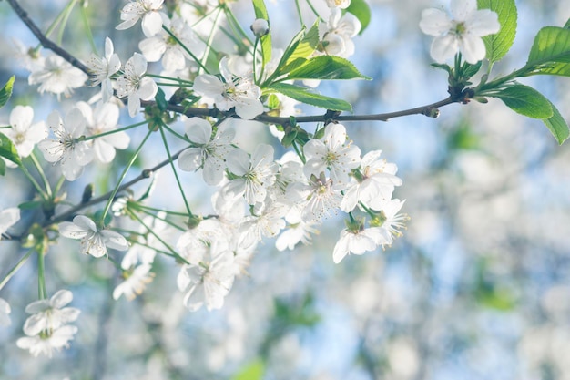 Flores de la cereza