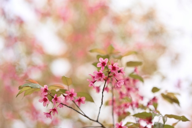 Foto las flores de cerezas rosadas del himalaya florecen en las ramas