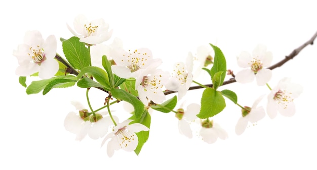 Flores de cerezo aisladas