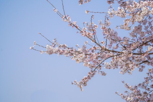 Flores de cerezo al comienzo de la temporada de primavera.