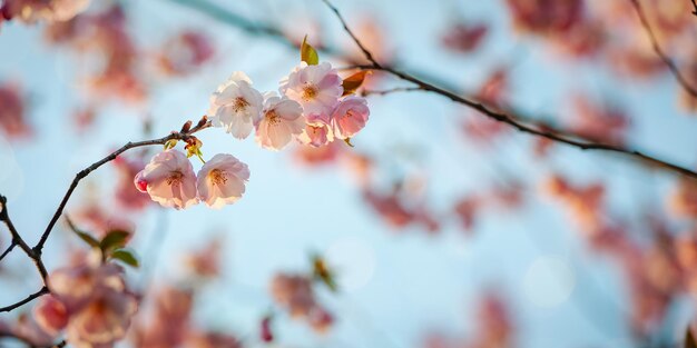 Foto flores de cerezo en el árbol bajo un cielo azul