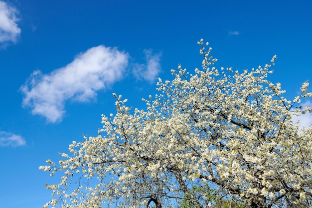 Flores de cerezo en un árbol contra un cielo azul nublado en un jardín trasero en verano Plantas florecientes de sakura blancas silvestres floreciendo y floreciendo en ramas en un parque natural o campo en primavera