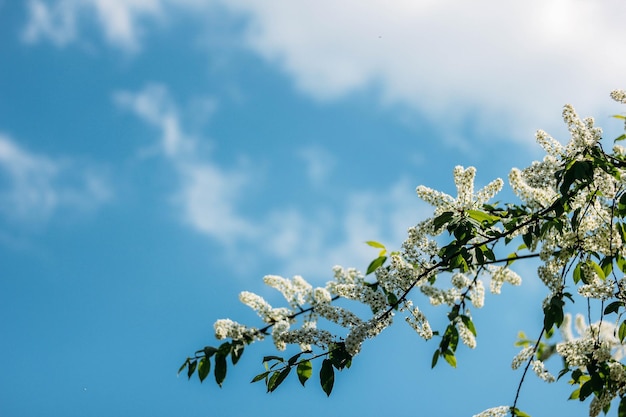 flores de cerezo del árbol de primavera