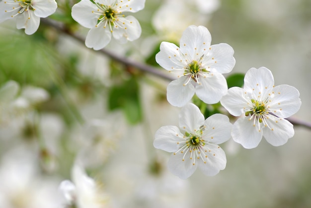 Flores de cerezo en el árbol