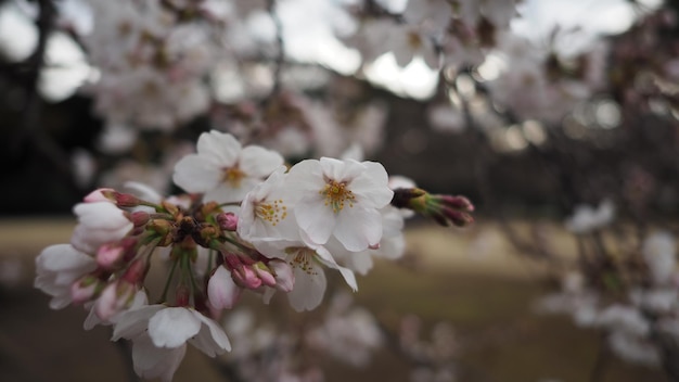 Flores de cerezo blancas. Los árboles de Sakura florecen por completo en Meguro Ward, Tokio, Japón, de marzo a abril. Los cerezos en flor son perfectos para hacer turismo y festivales. Flores de Sakura con 5 pétalos.