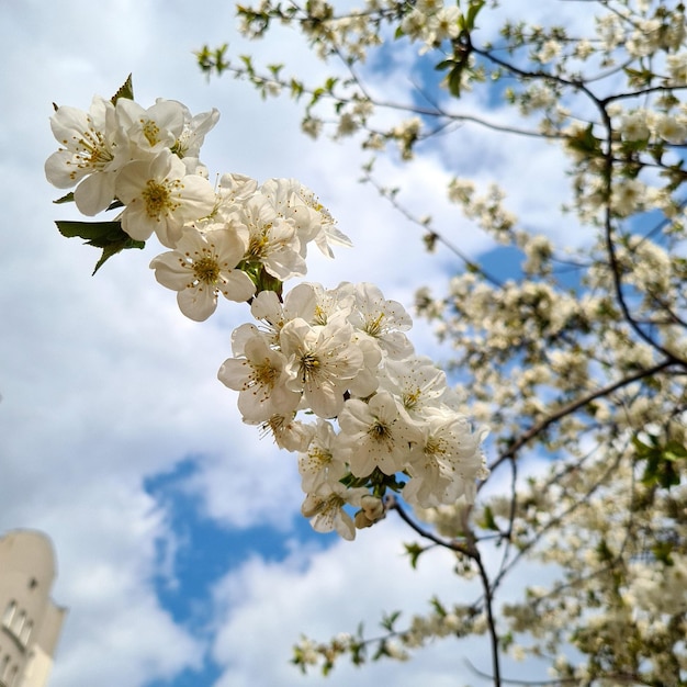 Flores de cerezo blancas contra el cielo azul y las ramas, flores de cerezo de primavera