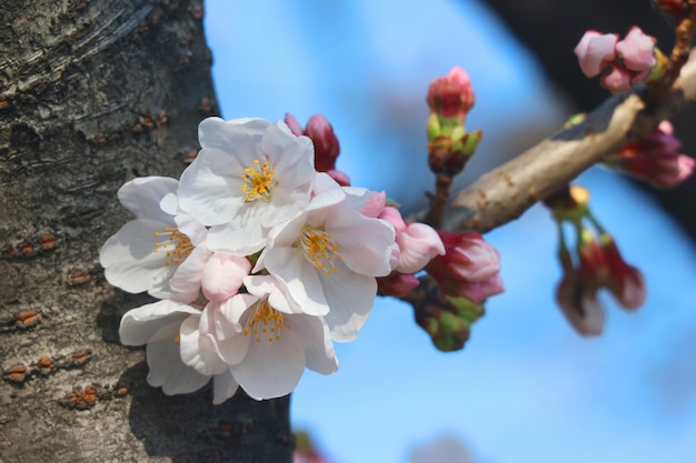 Las flores de cerezo blancas japonesas Sakura florecen la rama en fondo del cielo azul.