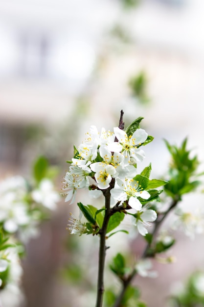 Flores de cerezo blancas Postal de primavera