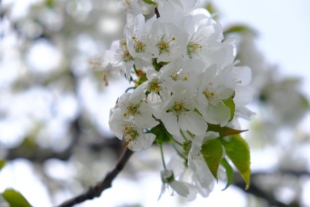 Flores de cerezo blancas en primavera