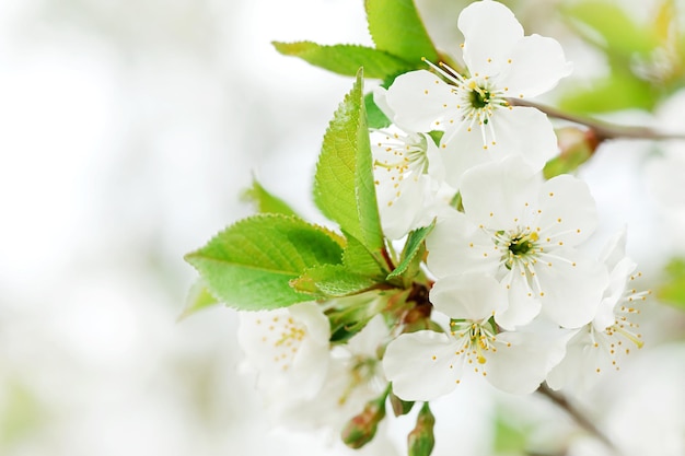 Flores de cerezo blancas en un primer plano de rama