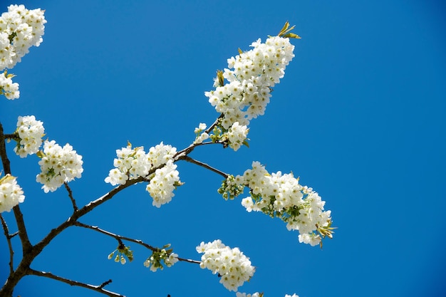 Flores de cerezo blancas que crecen en una rama verde en un jardín casero y aisladas contra el cielo azul con espacio para copiar Detalle de textura y un montón de plantas florecientes en un árbol de frutas dulces en el patio trasero