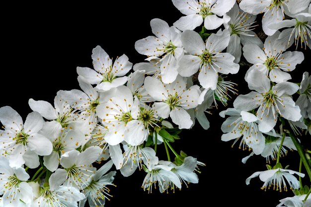 Flores de cerezo blanco de primavera sobre un fondo negro fotografía macro de primer plano