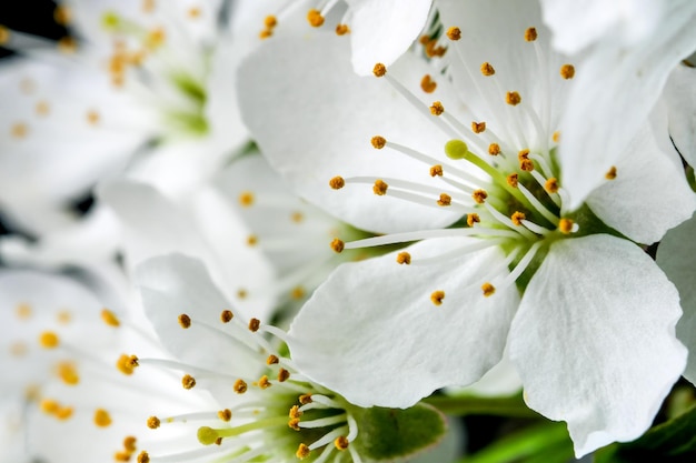 Flores de cerezo blanco de primavera sobre un fondo negro fotografía macro de primer plano