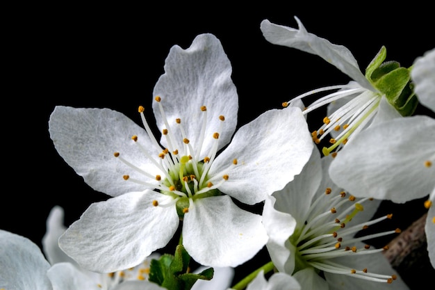 Flores de cerezo blanco de primavera sobre un fondo negro fotografía macro de primer plano