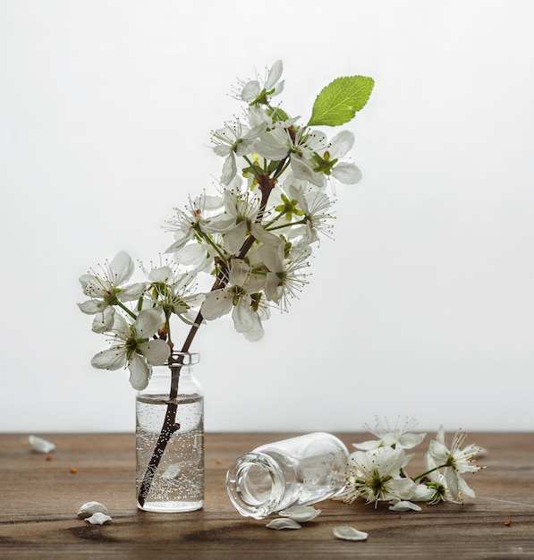 Flores de cerezo blanco sobre un fondo blanco.