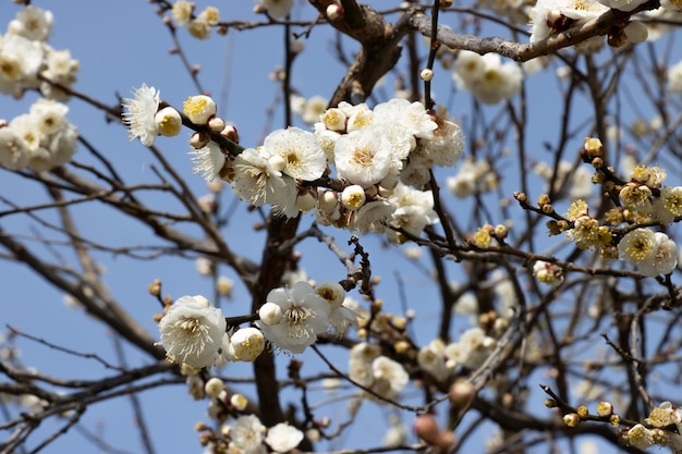 Flores de cerezo blanco