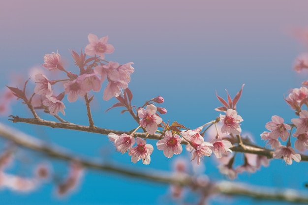 Flores de cerezo de colores en una alta montaña.