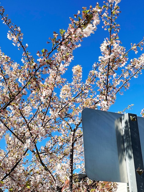 Las flores de cerezo contra el cielo azul