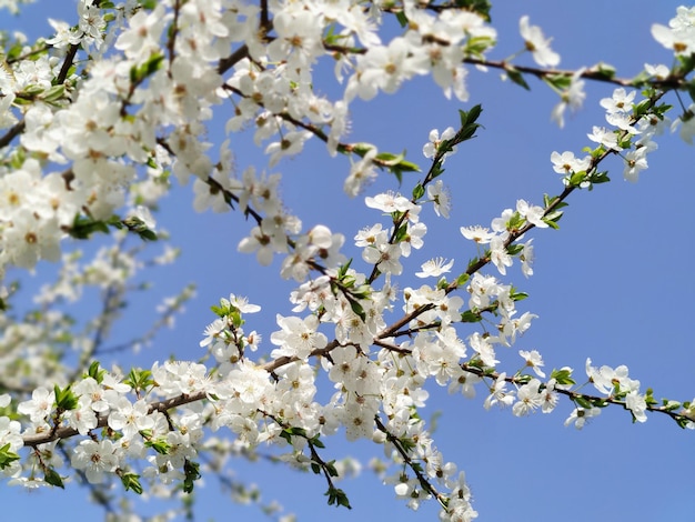 Flores de cerezo, contra un cielo azul.