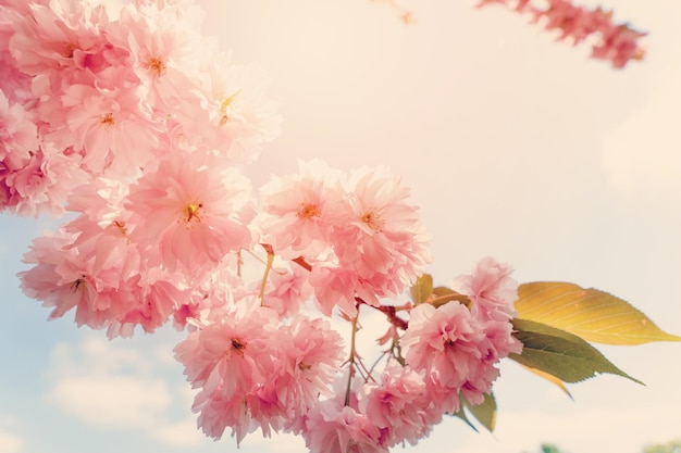 Flores de cerezo contra la puesta de sol Hermosa escena natural con árboles florecientes y destellos solares