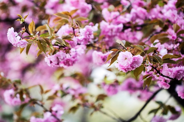 Flores de cerezo dobles en plena floración