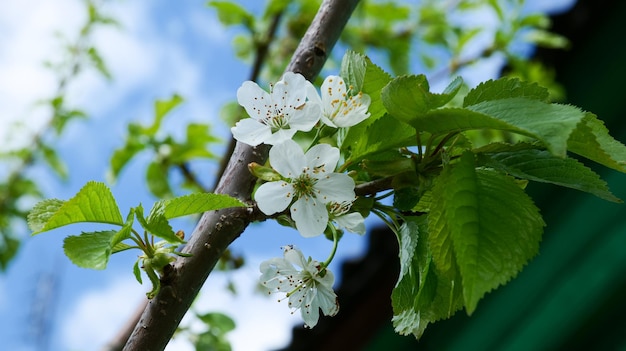 Flores de cerezo dulces blancas florecientes en una rama de un árbol frutal en un jardín de verano