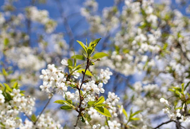 Flores de cerezo Enfoque selectivo de hermosas ramas de flores de cerezo blancas en el árbol bajo el cielo azul Fondo de la naturaleza