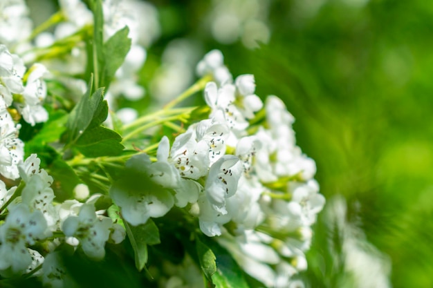 Flores de cerezo con enfoque suave Flores blancas de primavera en una rama de árbol