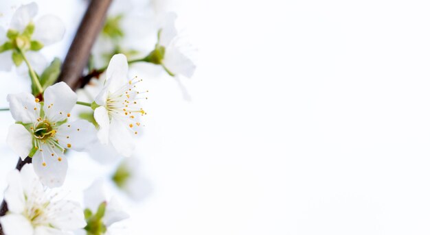 Flores de cerezo de ensueño como borde natural Copiar espacio para texto