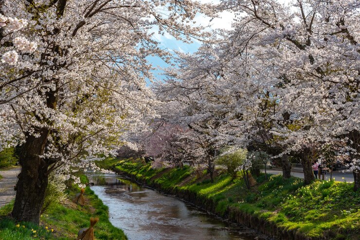 Flores de cerezo en flor en el antiguo pueblo de Oshino Hakkai cerca de la región del lago Fuji Fuji Five