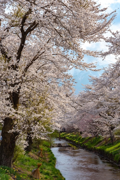 Flores de cerezo en flor en el antiguo pueblo de Oshino Hakkai cerca de la región del lago Fuji Fuji Five