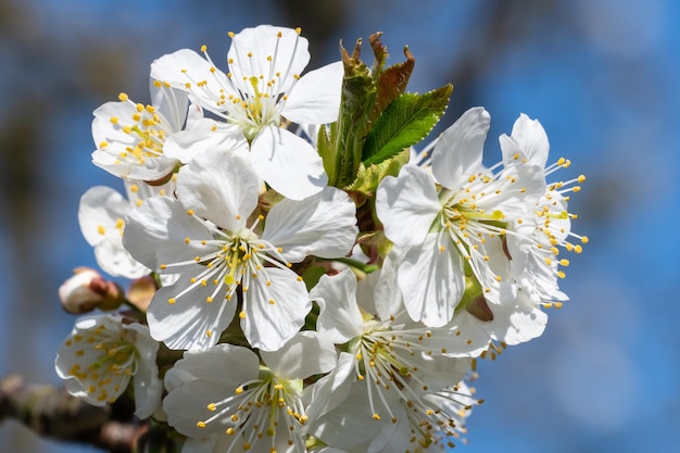 Flores de cerezo en flor de primavera y cielo azul