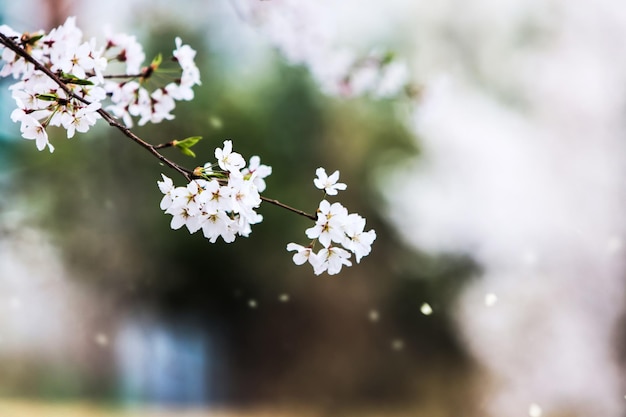 Flores de cerezo en flor en primavera hermosos pétalos revoloteando en el viento