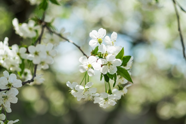 Flores de cerezo en flor en las ramas de los árboles