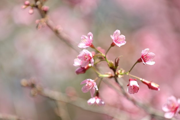 Flores de cerezo, flor de sakura en primer plano