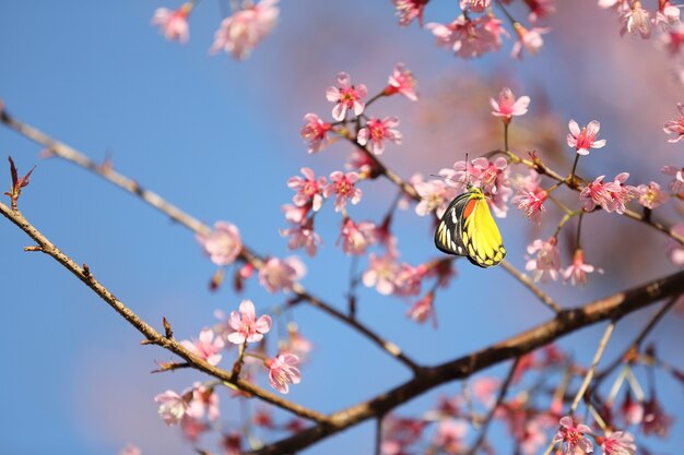 Flores de cerezo, flor de sakura en primer plano